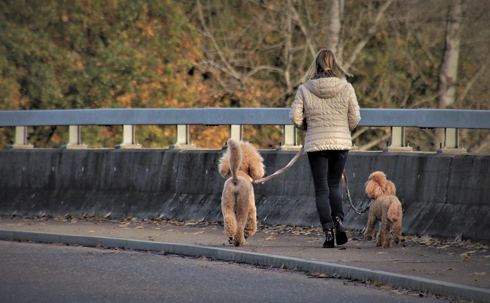 Gassigehen mit dem Hund – Pawsometime