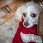 Die Wissenschaft hinter Hundespielzeug: Wie Plüschtiere das Wohlbefinden fördern