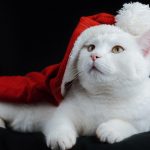 Wann ist eine Katze ausgewachsen? Vergleich mit deutschen Feiertagen
