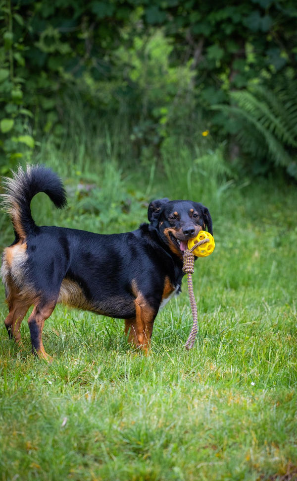 hund - Pawsometime