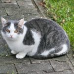 Wie groß werden Katzen? Einfluss von Ernährung und Gesundheit auf die Körpergröße