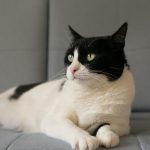 Die Bedeutung geistiger Anregung für Wohnungskatzen