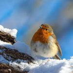 Welche Vögel singen nachts?
