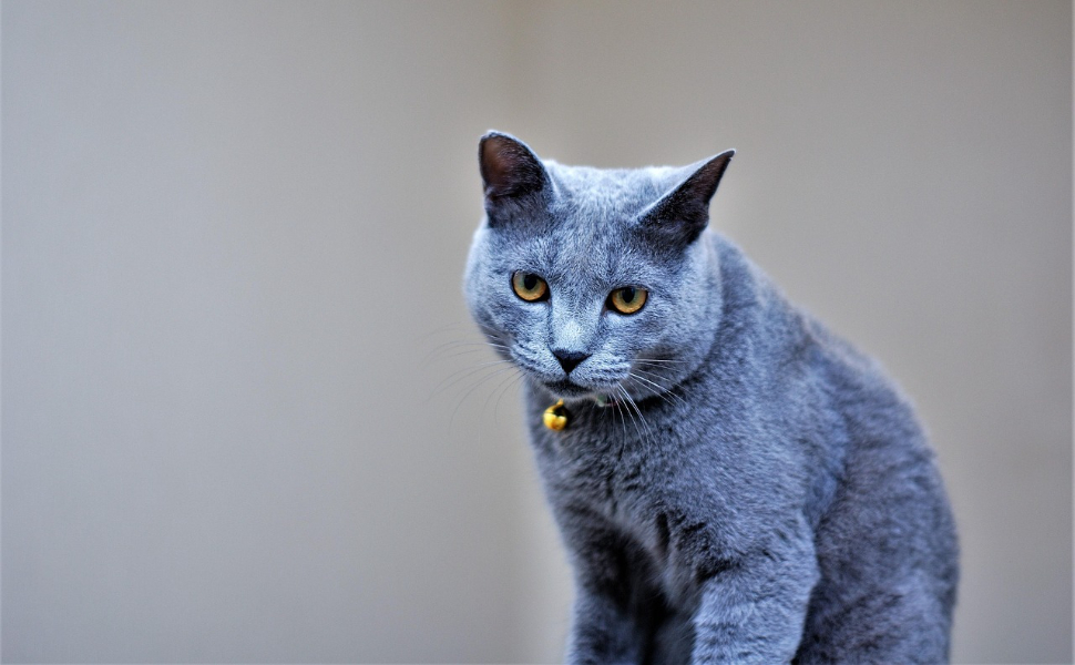 Wie alt werden BKH-Katzen - Pawsometime