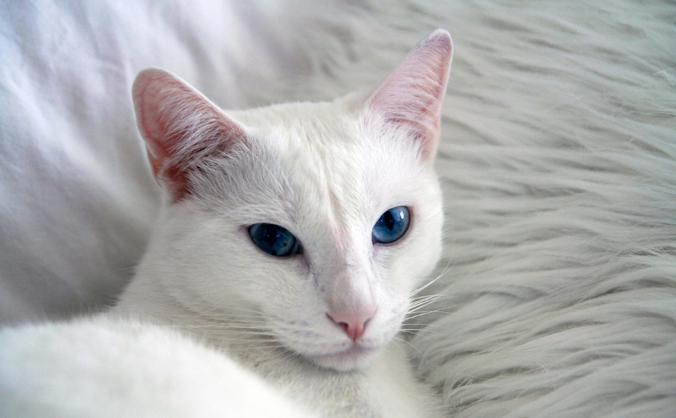 Blauäugige Katze - Pawsometime