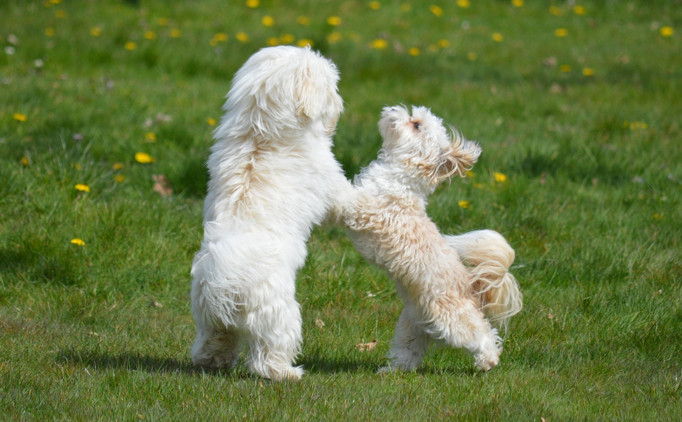 Hunde beim Spielen – Pawsometime
