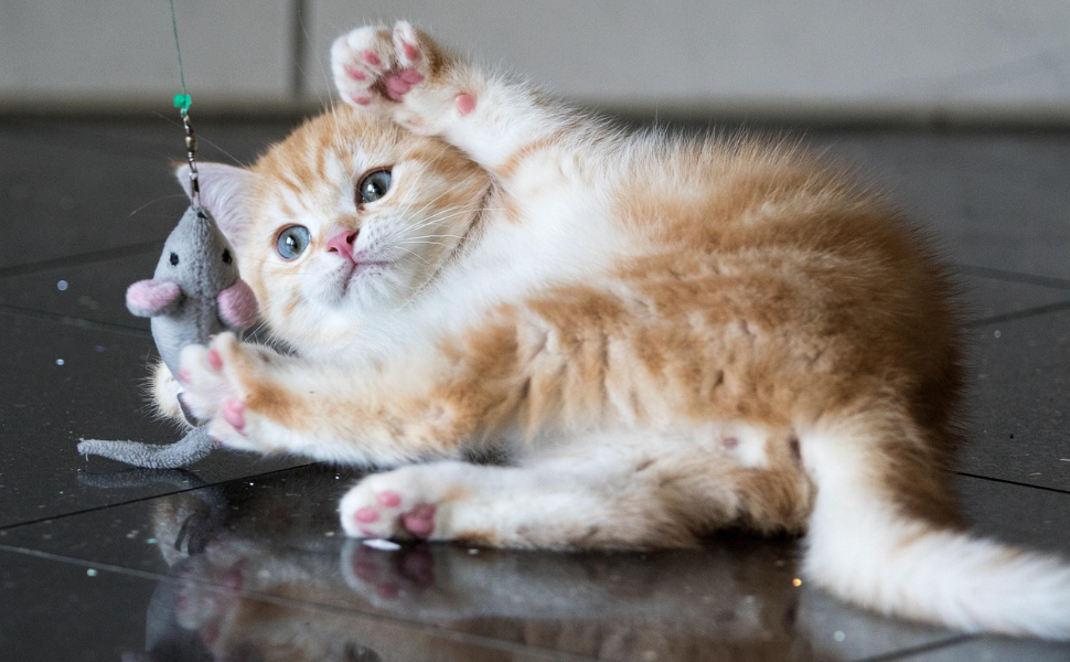 Katze spielt mit Katzenspielzeug - Pawsometime