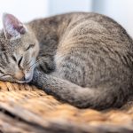 Wie lange schlafen Katzen? Worin besteht der Unterschied zum Menschen?