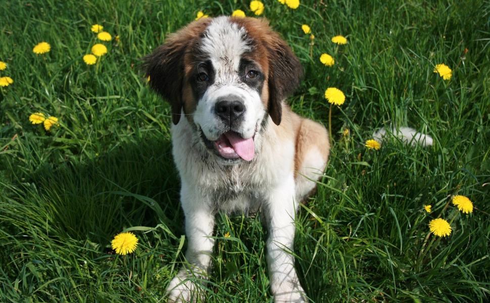 hunde intelligenzspielzeug - Pawsometime