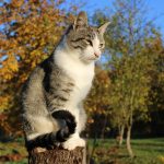 Kratzbaum kaufen: Warum Größe für Katzenwohl wichtig ist