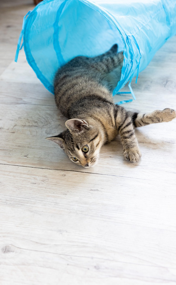 Beschäftigungsspielzeug für Katzen - Pawsometime