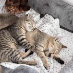 Wie lange schlafen Katzen täglich? Warum sie im Winter mehr schlafen?