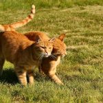 Pfotenpflege für ältere Katzen: Warum Kratzbäume wichtiger als das Krallenschneiden sind