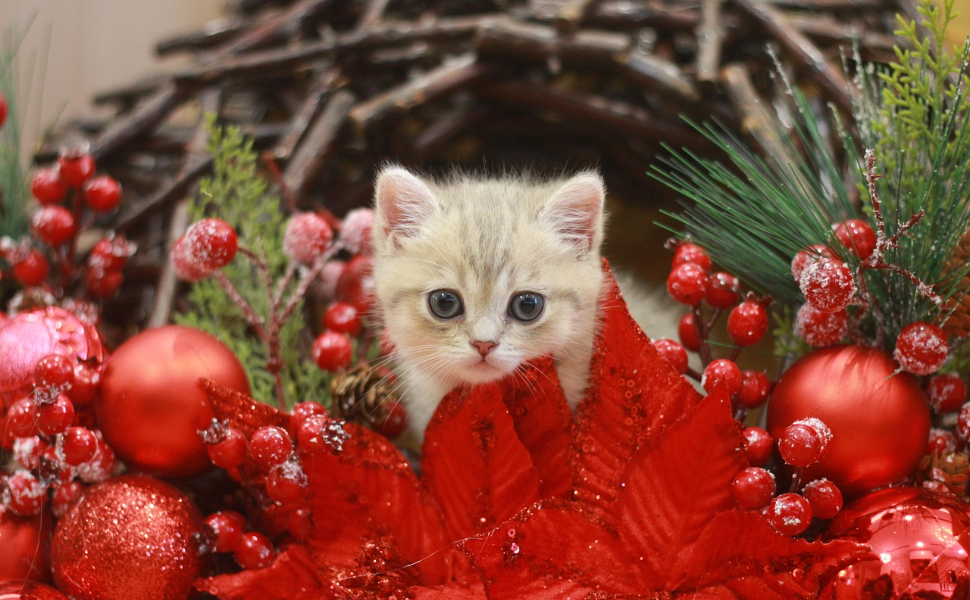 kratzbaum ohne plüsch - Pawsometime