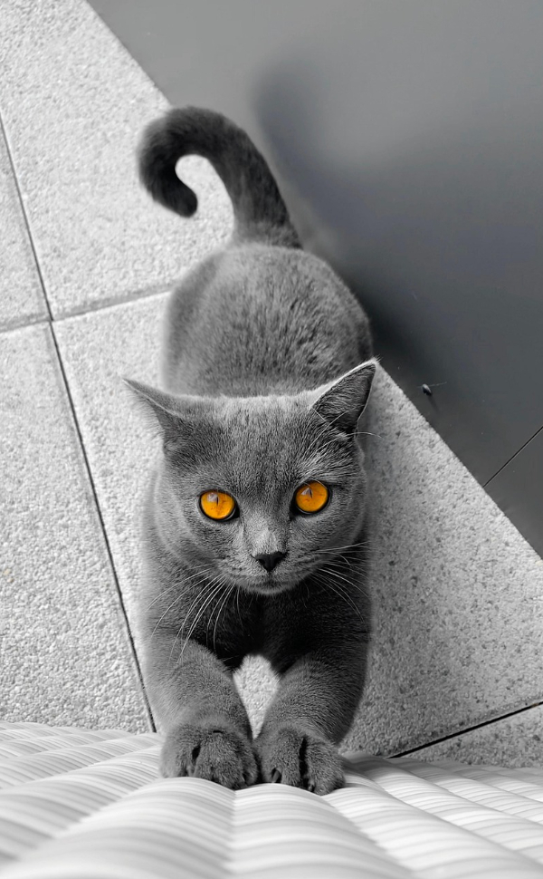 BKH-Katzen - Pawsometime