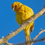 Was essen Vögel? Jungvögel vs. Erwachsene – Unterschiede in der Ernährung