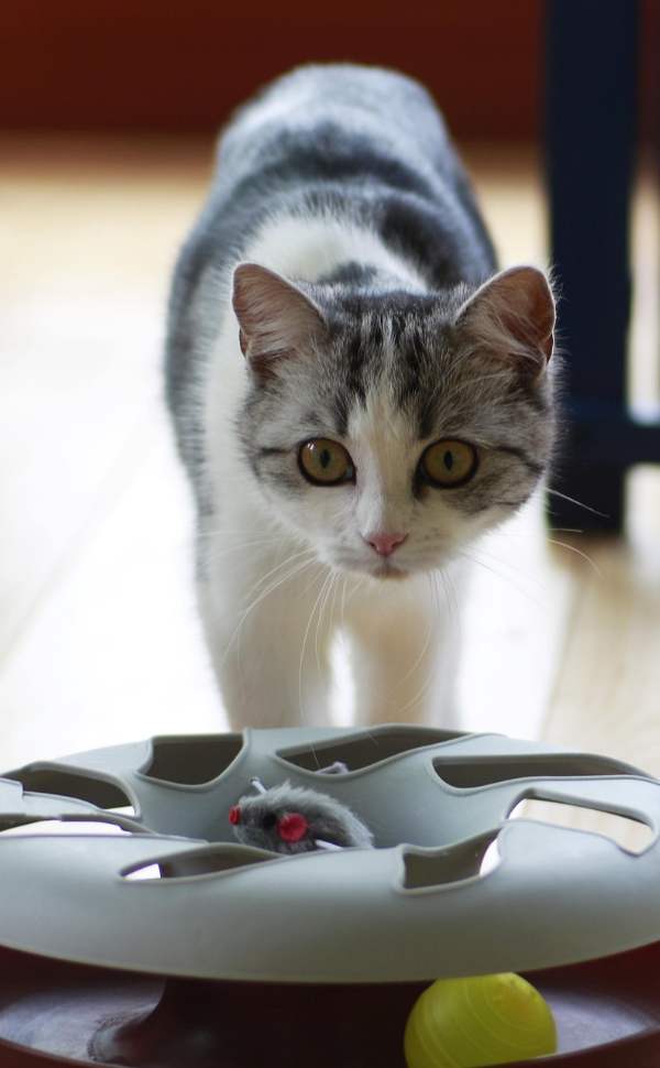 Beschäftigungsspielzeug für Katzen - Pawsometime