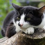 Wie lange wachsen Katzen? – Passendes Kratzbrett für Hochhaus-Wohnungen nach Wachstum