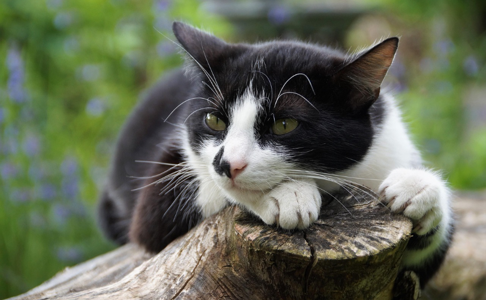 Wie lange wachsen Katzen - Pawsometime