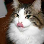 Was fressen Katzen? Übergewicht vorbeugen – Die richtige Portionsgröße und Fütterungsfrequenz