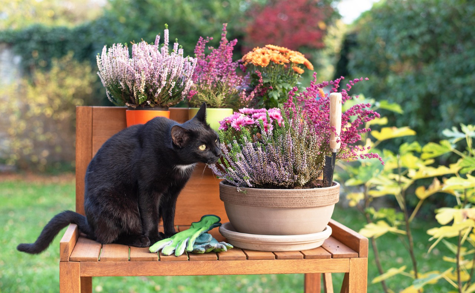 Schwarze Katze - Pawsometime