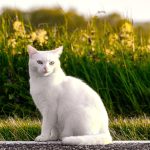 Kratzbaum kaufen: So finden Sie den richtigen für Ihre Katze und Ihr Zimmer