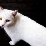 Welche Farben sehen Katzen? Was können Katzen sonst noch sehen?