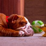 Wie lange kann ein Hund alleine bleiben? Gefahren der zu langen Alleinstellung