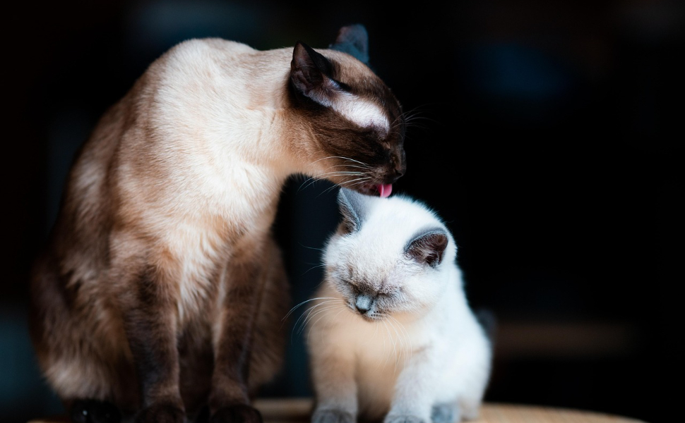 Katze leckt ihr Fell - Pawsometime