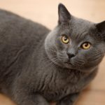 Wie alt werden BKH-Katzen? Einfluss von Lebensstil – Innenkatze vs. Freigänger