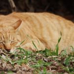 Wie lange schlafen Katzen? Tipps, um ihrem Schlafen optimalen Komfort zu geben