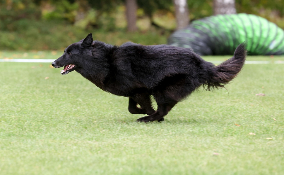 Laufender Hund - Pawsometime