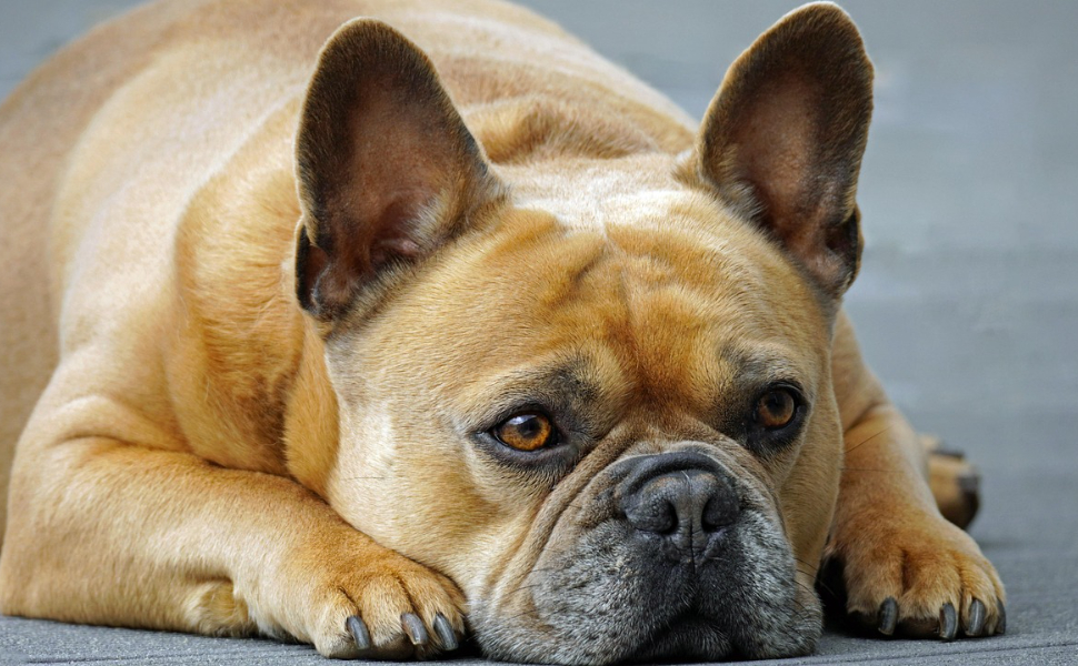 hunde intelligenzspielzeug - Pawsometime
