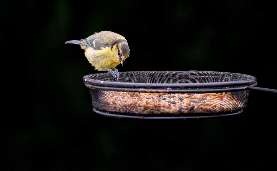 Vögel mit gelbem Gefieder - Pawsometime