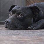 Beruhigung von Hundangst: Wie Intelligenzspielzeuge Ihrem Hund helfen können, mit Alleinsein umzugehen