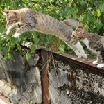 Wie hoch können Katzen springen? Tipps für eine springfreundliche Umgebung zu Hause