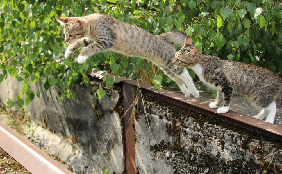 wie hoch können katzen springen - Pawsometime