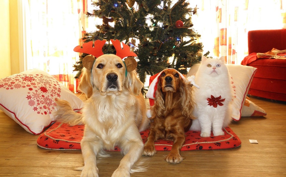 Kratzbaum für den Hund - Pawsometime