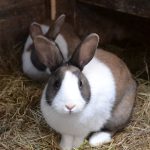 Wie lange leben Kaninchen? Lebenserwartung und Faktoren, die sie beeinflussen