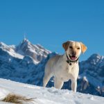 Wie oft muss ein Hund raus? Folgen mangelnder Freizeit im Freien für Hunde