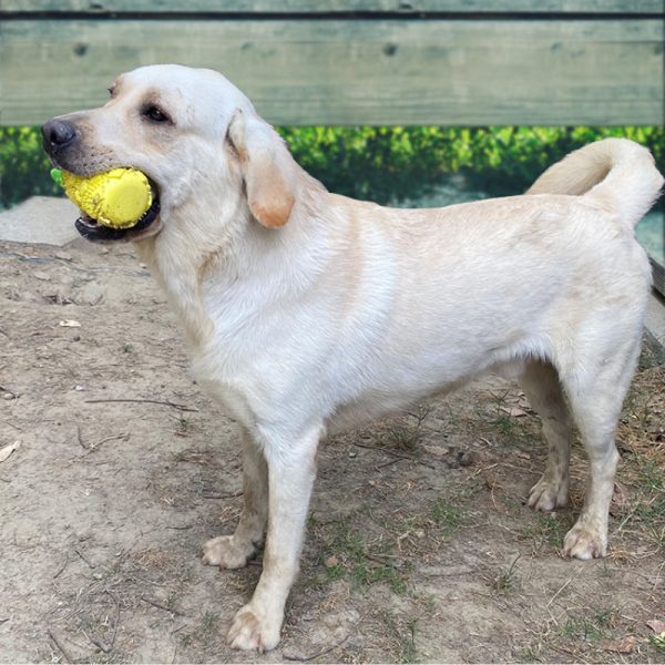 Hund Spielzeug, Gelber Ananas Kauartikel für Hunde, Verstecktes Lebensmitteldesign, Ideal zum Spielen und Füttern (2 Stücke) – Bild 9