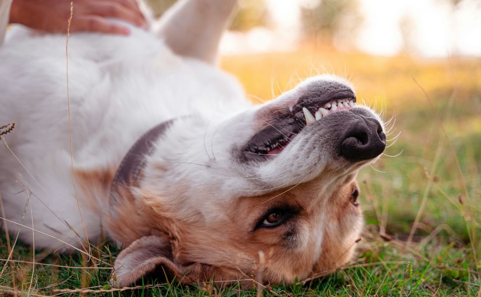 Mundgesundheit bei Hunden - Pawsometime