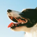 Zahnbelag und Zahnstein bei Hunden: Vorbeugung und Behandlung zu Hause