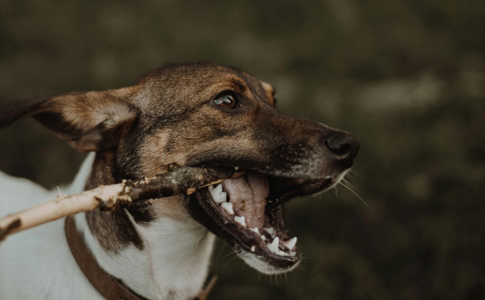Zahnreinigung bei Hunden - Pawsometime