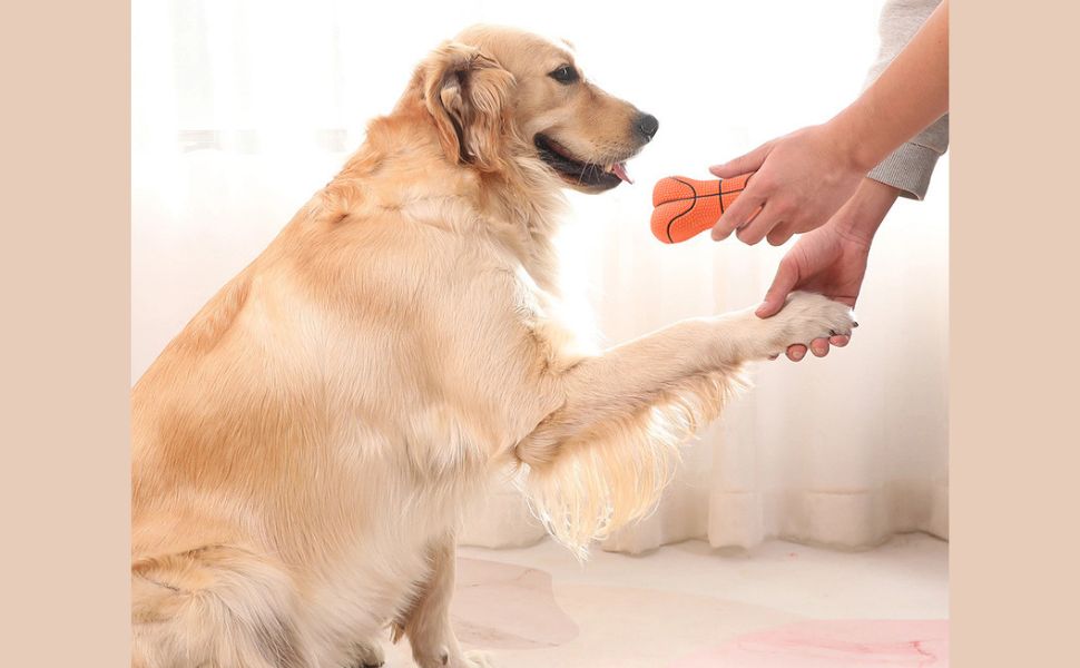 Zahnbelag und Zahnstein bei Hunden - Pawsometime