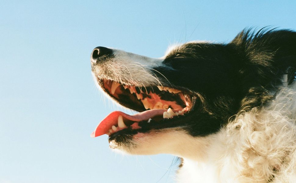 Hund - Pawsometime