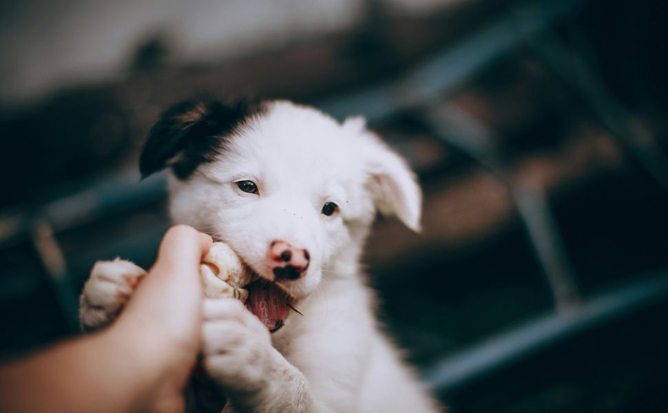 Hund - Pawsometime
