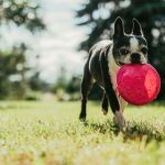 Wie man frühe Anzeichen von Zahnproblemen bei Hunden erkennt?