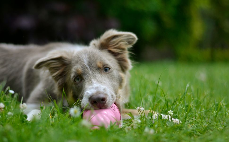 Kauknochen für Hunde - Pawsometime