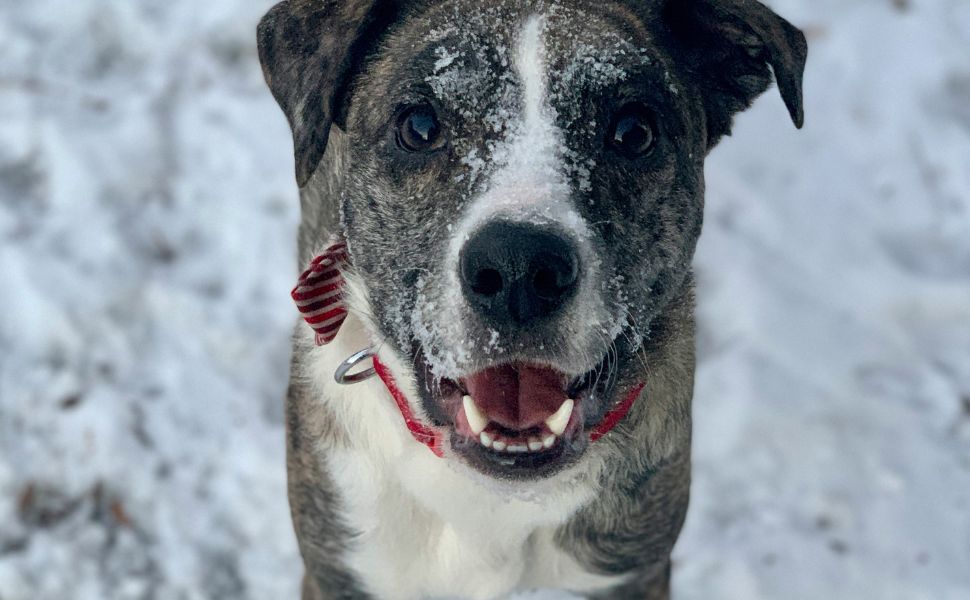 Die Maulgesundheit von Hunden - Pawsometime